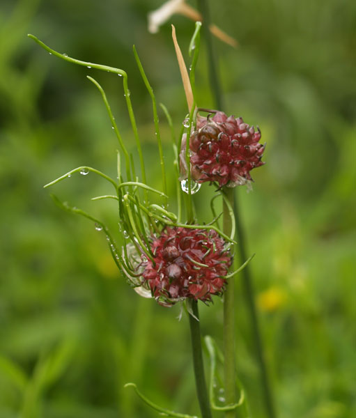 ..un Allium ed un Salix...